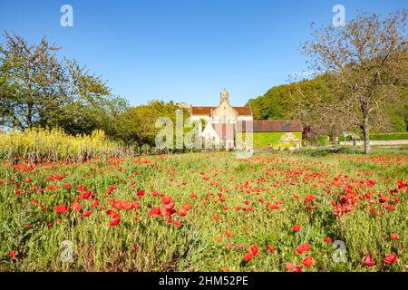 Ein blühendes Feld aus roten Mohnblumen mit Walnussbäumen und einer mittelalterlichen Kirche von Cenac im Hintergrund der Dordogne France Stockfoto