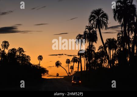 Am späten Nachmittag bilden sich im El Palmar Nationalpark, Entre Ríos, Argentinien, viele Palmen Stockfoto