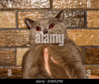 Schottische Katze Rehkitz Farbe auf dem Hintergrund einer Mauer, das Thema der heimischen Ahnenkatzen, Kätzchen und Katzen im Haus, schöne Haustiere ihre Stockfoto