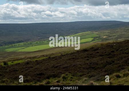 Sonnenlicht fängt und hebt bewirtschaftete Felder in den Moorgebieten in den Durham Dales auf Stockfoto