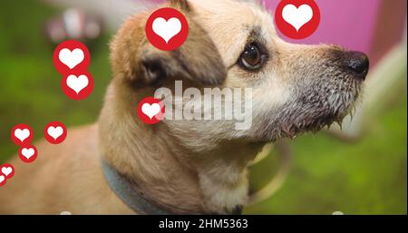 Bild von Herzsymbolen, die zu Hause über dem Hund schweben Stockfoto