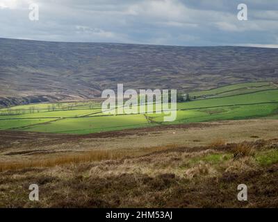 Die Sonne fängt Bäume und Weiden, die zwischen sanft abfallenden Mooren in den Durham Dales liegen Stockfoto