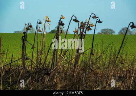 Sonnenblume, Saatköpfe, Saatköpfe, in Filed Stockfoto