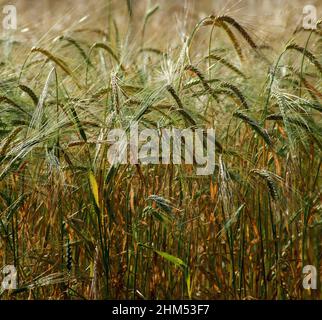 Quadratische und Nahaufnahme Bild von Gerstenstielen und Köpfen in einem Feld mit der Sonne fangen und Hervorhebung der Saatköpfe und Stiele Stockfoto