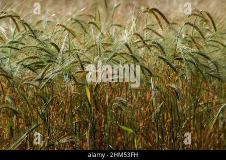 Vollbildaufnahme von Gerstenpflanzen auf dem Feld mit Saatköpfen und Stielen, die die Sonne fangen Stockfoto