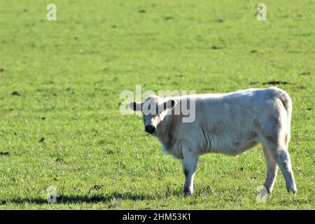 Rindervieh auf dem offenen Bereich in der zentralkalifornischen Küste, junge weiße und schwarze ältere Kuh Stockfoto