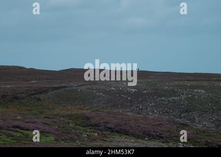 Die Heidekraut-Moore blühen und zwei weit entfernte Wanderer werden über den Horizont verschwinden Stockfoto