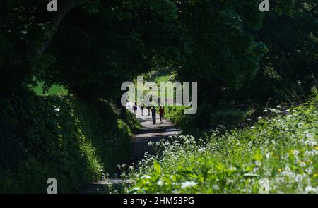 An einem heißen Sommertag schlendern fünf Personen, männlich und weiblich, auf einem Landweg durch einen Bogen überhängender Bäume. Stockfoto