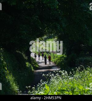 Quadratisches Farbbild von fünf Menschen auf einem Sommerspaziergang entlang eines Landwegs und durch einen Bogen, der durch überhängende Bäume verursacht wird Stockfoto