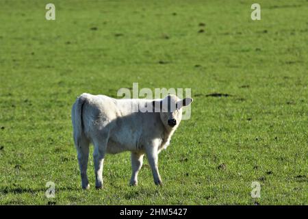 Rindervieh auf dem offenen Bereich in der zentralkalifornischen Küste, junge weiße und schwarze ältere Kuh Stockfoto