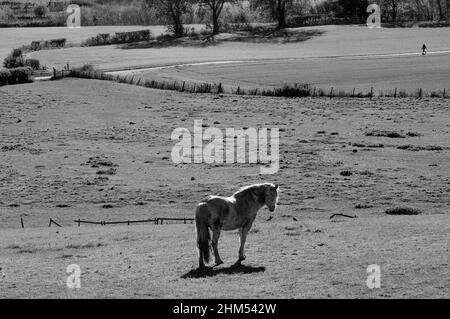 Monobild mit Pferd, das in einem Feld auf den Betrachter zuschaut, wobei eine entfernte Figur von rechts auf einem Pfad in den Rahmen eintritt Stockfoto