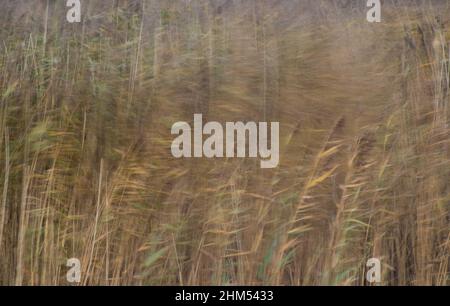 Farbbild, das die Bewegungen von Schilf und Schilf zeigt, die vom Wind gefangen wurden Stockfoto