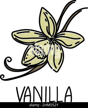 Vanille, gezeichnetes Element im Doodle-Stil. Logo und Emblem Verpackungsdesign Vorlage - Gewürze und Kräuter- Vanilleblume und Schoten. Logo in modischer Form Stock Vektor