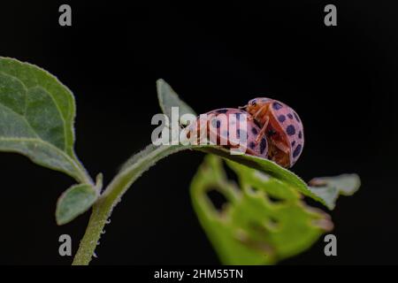 Chongqing Berg ökologisch - Marienkäfer Stockfoto