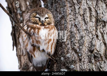 Nördliche Sägeeule thront und ruht während eines Wintermorgens. Stockfoto