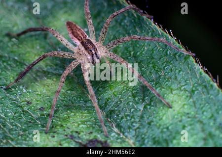 Chongqing Berg ökologische - Fischerei Spinne Stockfoto