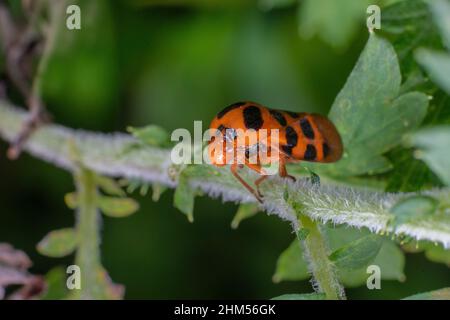 Chongqing Berg ökologischen - Schaum cicada Stockfoto