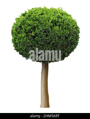 Vektorgrafiken 3D. Realistische Pflanze Thuja Busch oder Wacholder Form Kugelbaum Stock Vektor