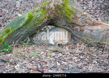 Florida Bobcat ruht unter einem toten Baumstumpf Stockfoto