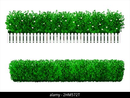 Bush in Form einer grünen Hecke. Zierpflanze. Der Garten oder der Park. Satz von Zäunen. Vektorgrafiken Stock Vektor