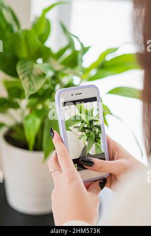 Hände einer Floristen-Bloggerin, die auf einem Mobiltelefon eine Heimpflanze Spathiphyllum in einem Topf fotografiert. Home Pflanzenzüchtung, Gartenarbeit, Online-Arbeit Stockfoto
