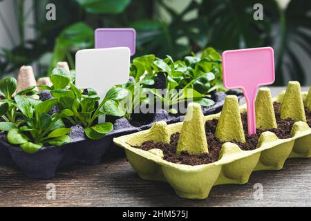 Setzlinge in wiederverwendeten Eierkartons, nachhaltige ökologische Gartenarbeit und Verbindung mit der Natur Stockfoto