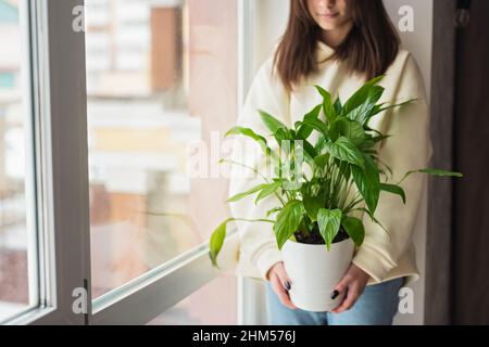 Schöne junge kaukasische Frau, die eine Heimpflanze Spathiphyllum in einem Topf hält. Gartenarbeit, Hobby. Weicher, selektiver Fokus. Stockfoto