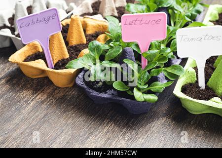 Sprossen in mehrfarbigen wiederverwendeten Eierkartons mit Pflanzenetiketten, nachhaltiger ökologischer Gartenarbeit und Verbindung mit dem Naturkonzept Stockfoto