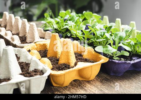 Sprossen in mehrfarbigen wiederverwendeten Eierkartons, nachhaltiger ökologischer Gartenbau und Verbindung mit dem Naturkonzept Stockfoto
