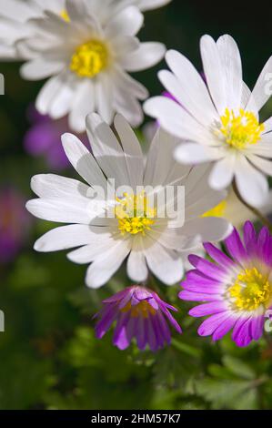 Grecian Windflower (Anemone Blanda) Stockfoto