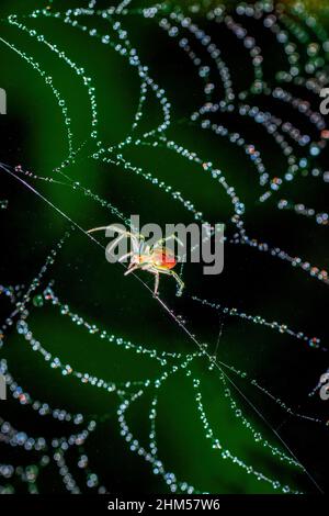 Chongqing Berg ökologisch - Spinne Stockfoto