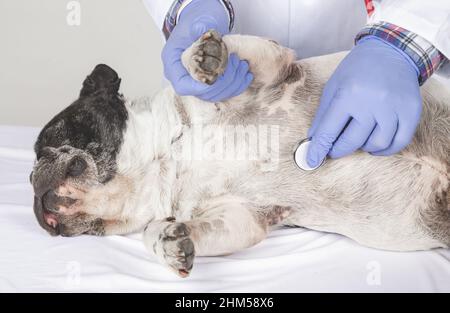 Tierarzt Untersuchung niedlichen Hund auf weißem Hintergrund Stockfoto