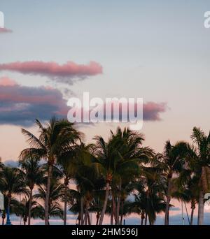 Himmel Wolken Palmen tropischen Blick miami Stockfoto