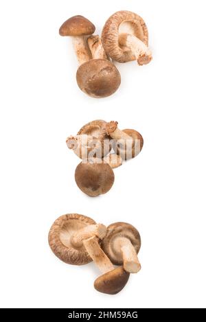 Shitake lecker Pilz isoliert auf weißem Hintergrund. Stockfoto