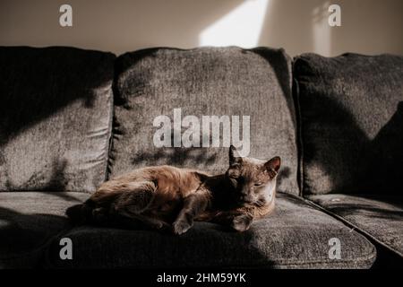 Graue Hauskatze faulenzen auf der Couch und sonnen sich in der Morgensonne Stockfoto