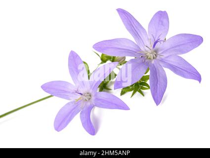 Hängenden Glockenblumen isoliert auf weißem Hintergrund Stockfoto