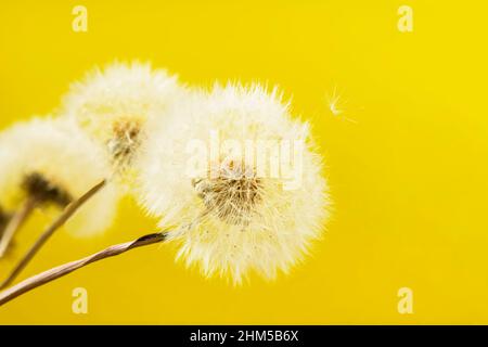 Flauschiger Dandelion auf gelbem Hintergrund, weicher selektiver Fokus, Sommerkonzept Stockfoto