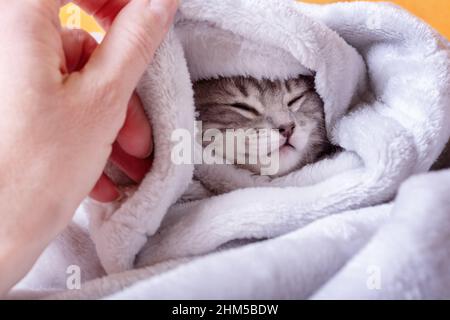Ein süßes graues kleines schläft in einer Decke gehüllt. Das Kätzchen schlief ein und versteckte sich in einer Decke. Das Konzept der entzückenden kleinen Haustiere. Wenig Schlaf Stockfoto