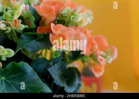 Eine hybride Begonia-Pflanze mit spektakulär roten orangen Doppelblüten. Zarte orangene Blüten von ampel-Begonia. Selektiver Fokus Stockfoto