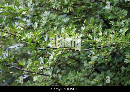 Die Früchte des wilden Weißdorns (Crataegus) auf einem Ast. Grüne unreife Früchte Stockfoto