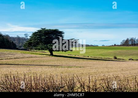 Einsamer Baum auf einem Spaziergang vom Dorf Eynsford in der Nähe von Dartford in Kent, England Stockfoto