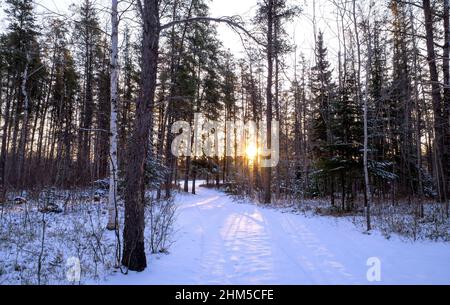 Schöner Sonnenaufgang in einem ruhigen, ruhigen Winterkiefernwald Stockfoto