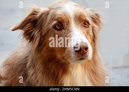 Nahaufnahme des charmanten Hundes mit dem langen roten Fell. Stockfoto
