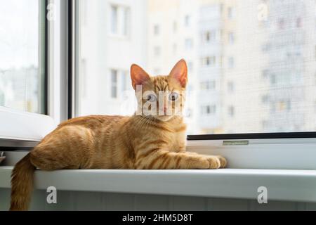 Nahaufnahme eines kleinen rot gestromten Kätzchens liegt im Sommer auf dem Fensterbrett. Anti-Moskito-Anti-Vandalismus-Anti-Katzen-Schutznetz. Selektiver Fokus. Stockfoto