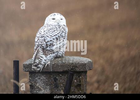 Die weibliche Schneemüle (Bubo scandiacus) thronte auf einem Zementzaun im Lancaster County, Pennsylvania. Wenn Schneeeulen in großer Zahl nach Süden ziehen, ist es das Stockfoto