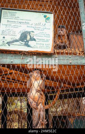 Kairo Ägypten Dezember 2021 mehrere Kapuzineraffen in Käfigen im zoo von kairo, Schild in arabischer und englischer Sprache, die die erstaunlichen Kreaturen beschreibt Stockfoto