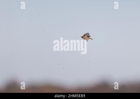 Europäischer Stonechat (Saxicola rubicola) erwachsenes Männchen, das Insekt im Flug fängt, Suffolk, England, November Stockfoto
