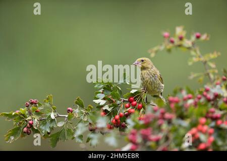 Europäischer Grünfink (Carduelis chloris) auf Weißdorn mit Beeren sitzend, Suffolk, England, September Stockfoto