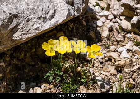 Gelbe Alpenmohn (Papaver rhaeticum) blüht im Tal Val de Vajolet der Rosengarten-Gruppe. Stockfoto