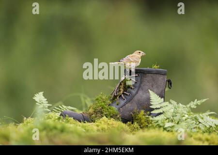 Europäischer Grünfink (Carduelis chloris), Jungtier auf altem Stiefel, Suffolk, England, September Stockfoto